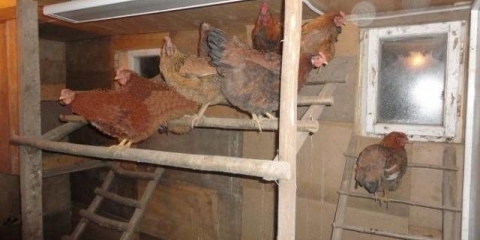 Kako odabrati grijač za kokošinjce